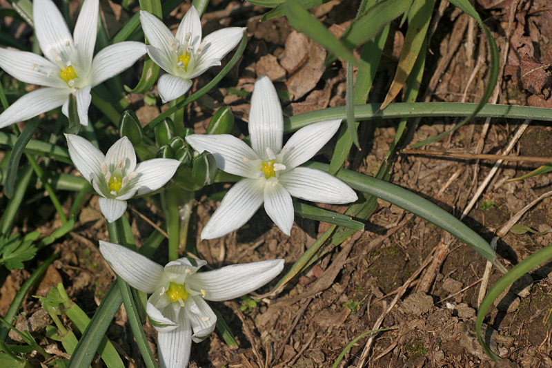 Ornithogalum exscapum Ten.